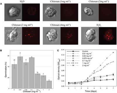 Chitosan Increases Tomato Root Colonization by <mark class="highlighted">Pochonia chlamydosporia</mark> and Their Combination Reduces Root-Knot Nematode Damage